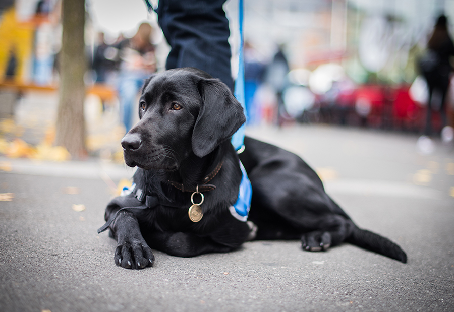 Guiding dog in training resting on the street