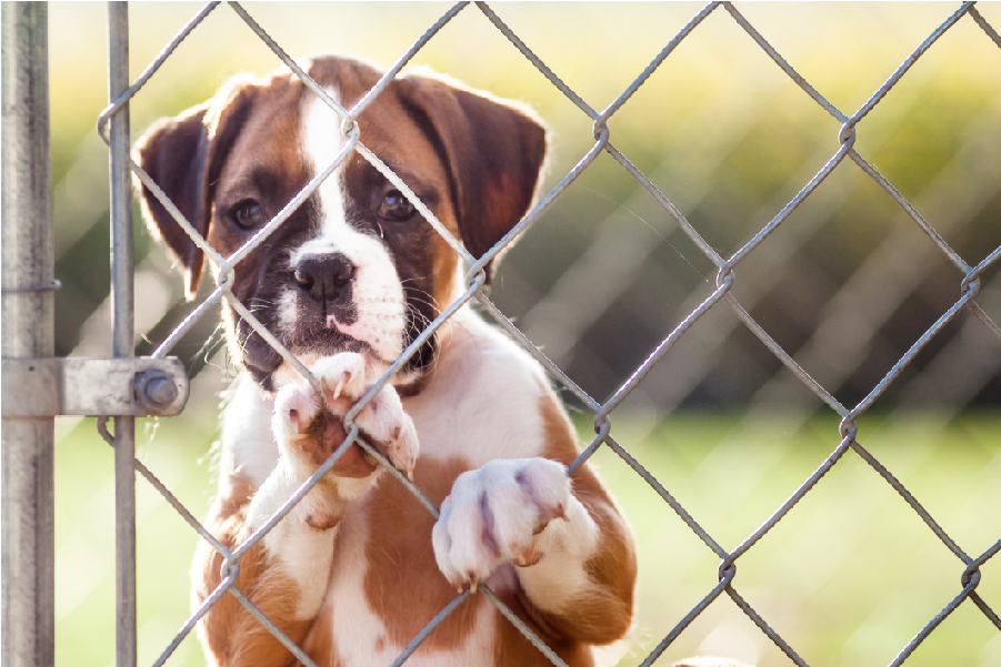 boxer mix dog at a fence