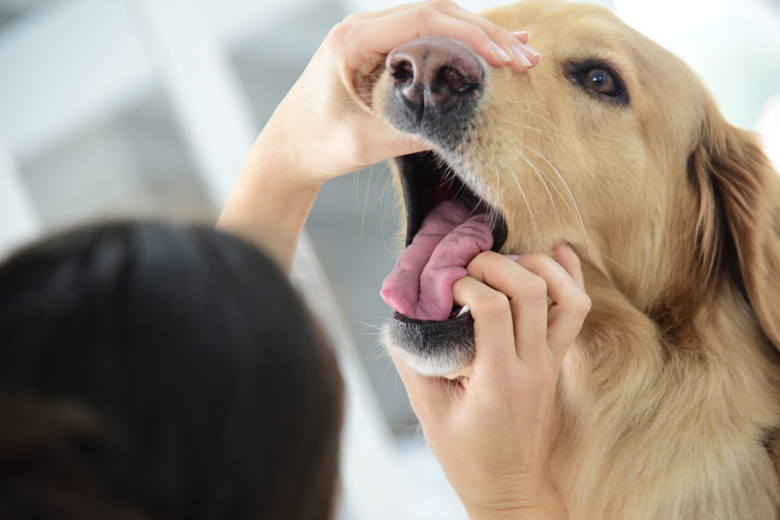 Ask a Vet: Pet Oral Hygiene - Vetality