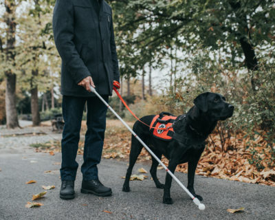 Join Tevra in Celebrating International Guide Dog Day - Vetality